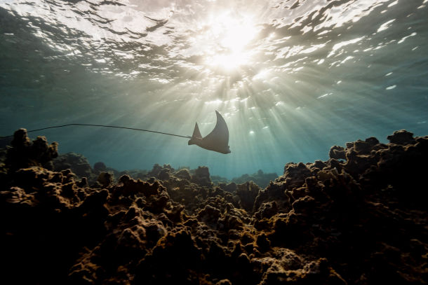 Ray Of Light - David Lee Underwater Fine Art Photography