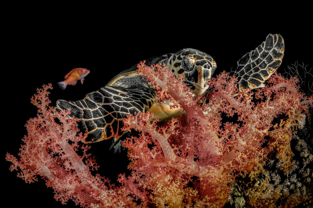 Tutle Eating Underwater Photography David Lee Underwater