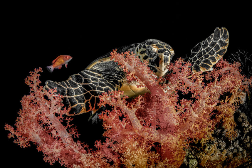 The Feast - Underwater Fine Art Photography - David Lee Jamaica