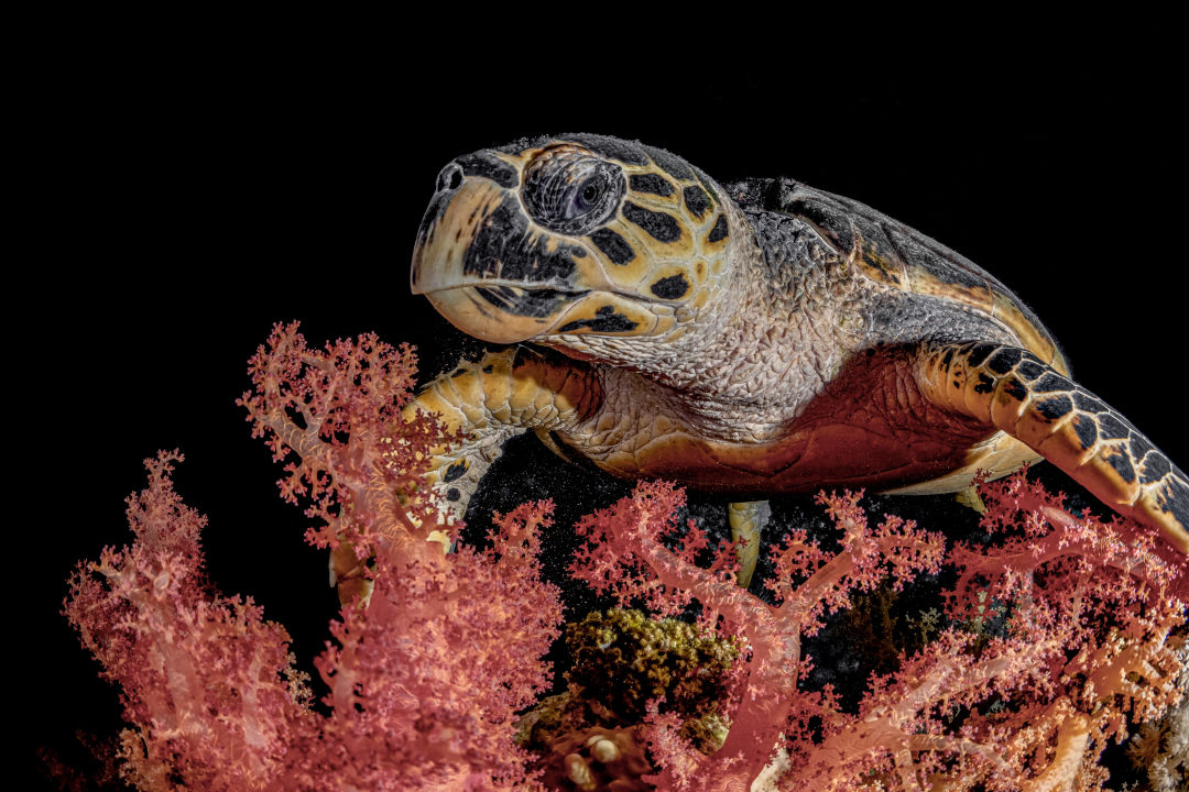 Tutle Eating Underwater Photography David Lee Underwater