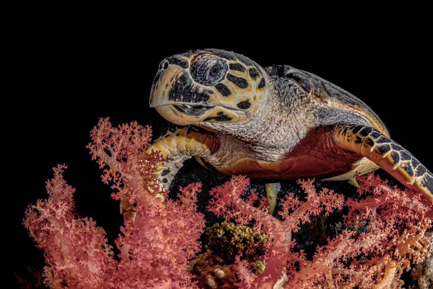 The Feast - Underwater Fine Art Photography - David Lee Jamaica