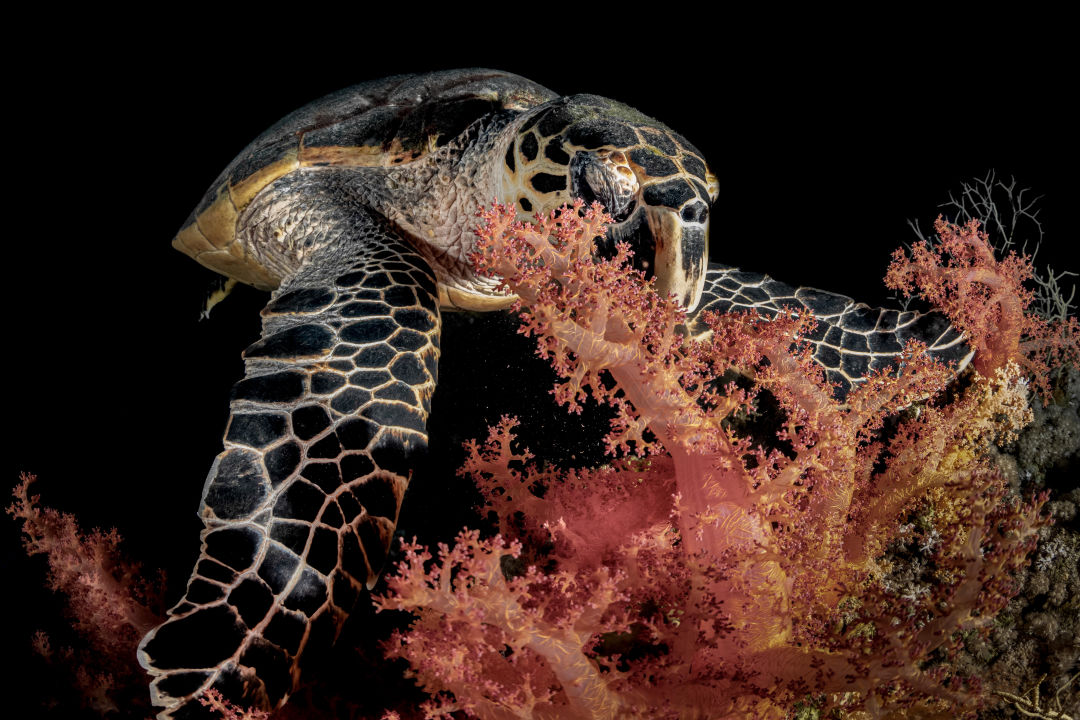 Tutle Eating Underwater Photography David Lee Underwater