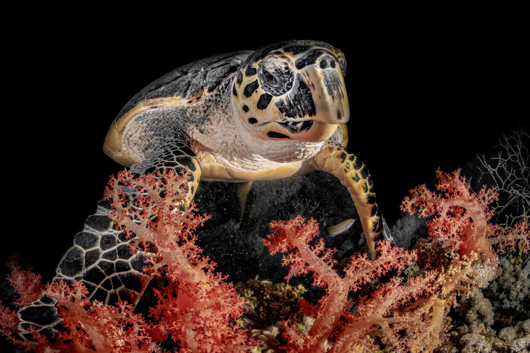 Tutle Eating Underwater Photography David Lee Underwater