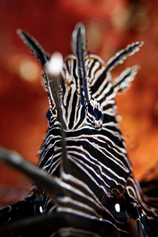 The King - David Lee Fine Art Underwater Photography Lionfish