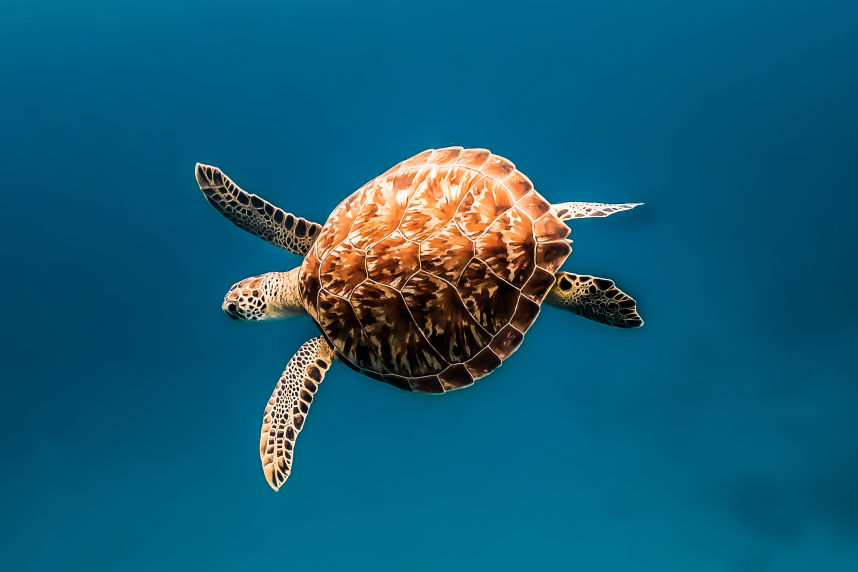 Outreach - David Lee Underwater Fine Art Photography