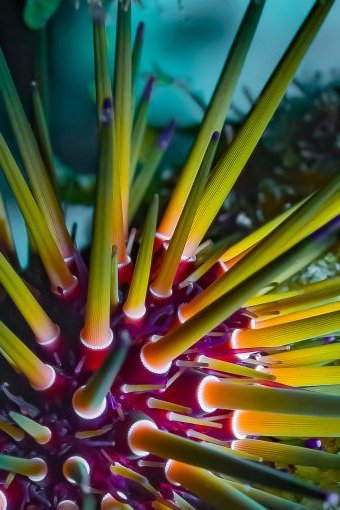 Crown Of Thorns - Underwater Fine Art Photography - David Lee Jamaica