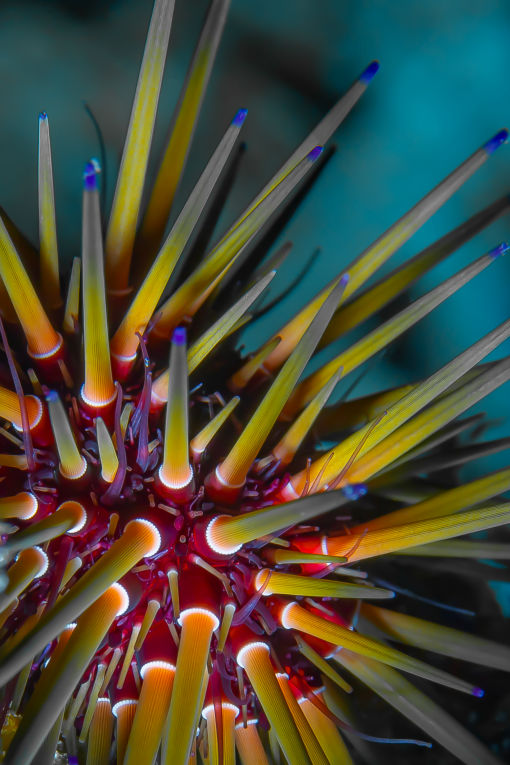 Crown Of Thorns - Underwater Fine Art Photography - David Lee Jamaica