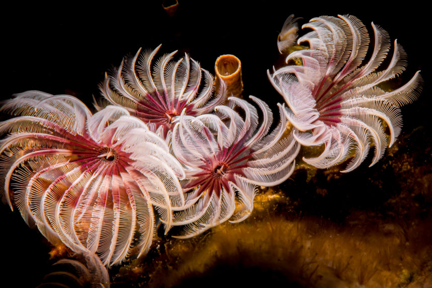 The Bouquet - Underwater Photography Turtle