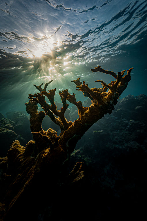 Transcendence - Underwater Fine Art Photography - David Lee Jamaica