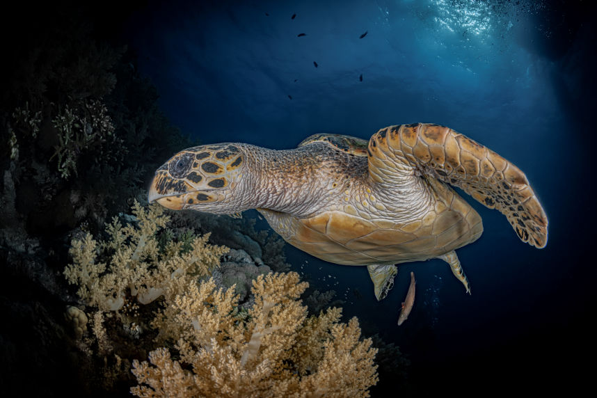 Tortuga - Underwater Fine Art Photography - David Lee Jamaica