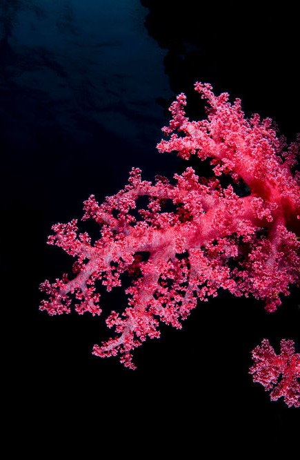 Ruby Red - Underwater Fine Art Photography - David Lee Jamaica