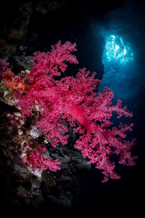 Scarlet Bloom - David Lee Fine Art Underwater Photography Jamaica