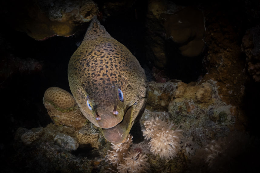 The Guardian - Underwater Photography Turtle