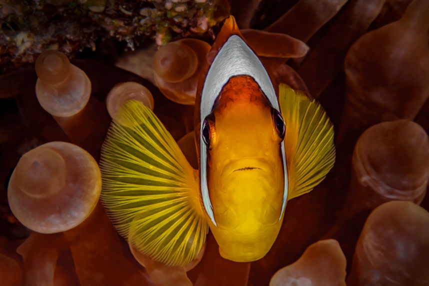 Curiosity - Underwater Fine Art Photography - David Lee Jamaica