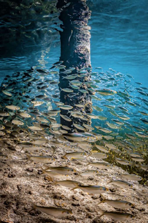 School's Out - Underwater Fine Art Photography - David Lee Jamaica