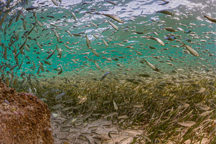 Shimmer Underwater Fine Art David Lee Photography