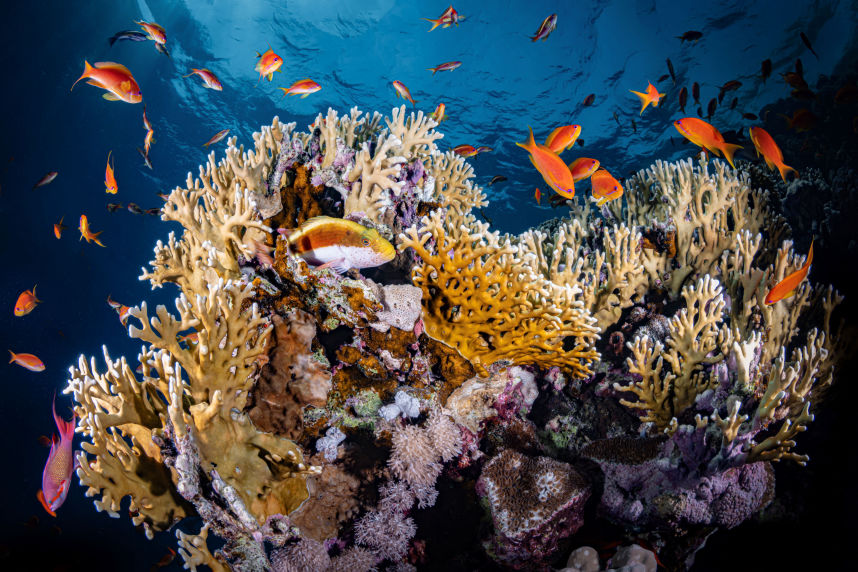 The Freckled King - Underwater Fine Art Photography David Lee Jamaica