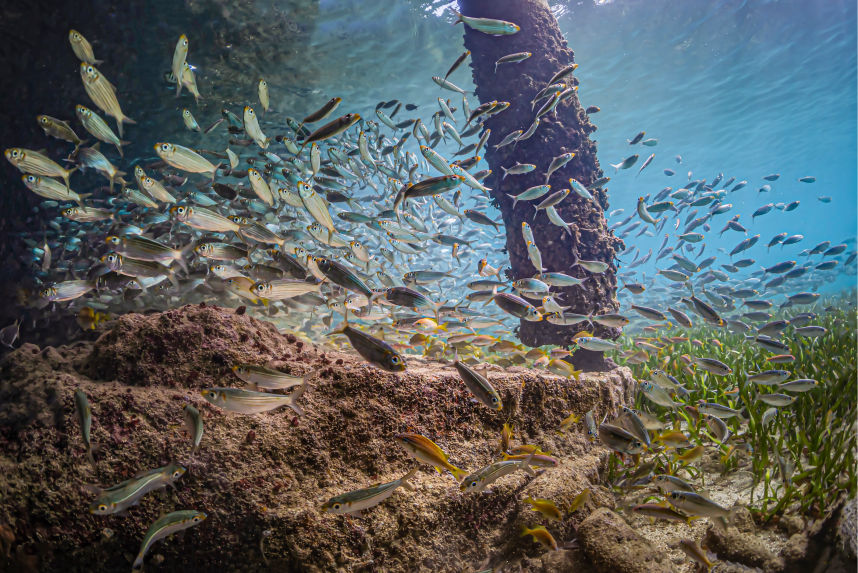 Underwater Fine Art Photography